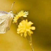 您在日本的Tenthan日本有什么优点?释放的三个技巧