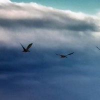 那样的女人在哪里?