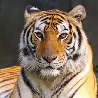 2022年虎年的生命是什么? Nutriggers分析