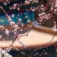 1988年属龙在2022的幸运色 月白色带旺事业运