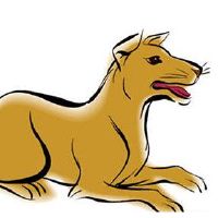 1994年,一只狗,女命,2022财年,28岁,小狗,女,2022,月财富