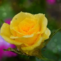 12十二生肖一周财富(3.24-3.30)