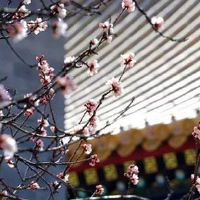 2022年属羊人5月份财运好吗 会不会有破财风险