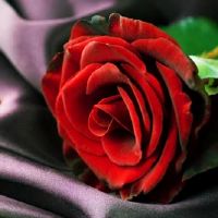 探索四大血型女性的友谊