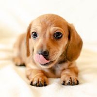 我梦见了狗的迹象。