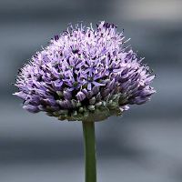 梦见绿洋葱意味着什么?