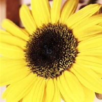 四个主要血液阶段