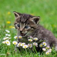 猫尿液的迹象是什么?