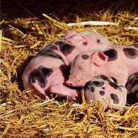 梦dream以求的猪吧的迹象是什么