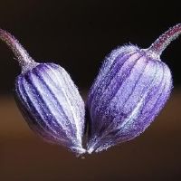 Xiong Shenjin 12十二生肖每周很幸运(5.16-5.22)