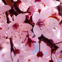 用神和忌神对婚姻有何影响 四柱八字看一生婚姻状况