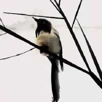 2022年生肖猴11月宜订婚好日子 提亲大吉日