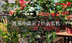 通过姓名有哪些玄机可以揭示我们的性格特征和命运走势?