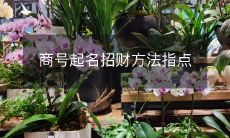 指导如何使用吉祥命名法为商号增加财富运势?