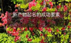 探究新产品命名成功的关键因素:从市场调研到品牌语言的萃取与塑造