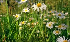 一场深度探究:揭秘三两八钱女命的命理特征及其在《称骨歌》中的象征意义