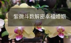 探秘紫微斗数,揭开幸福婚姻的密码诀!