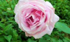 有哪些常见的招财吉祥物可以用来增加财运呢?