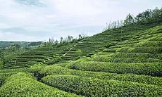 阳台放置兰花时应该注意的风水禁忌和最佳位置应该是哪里?