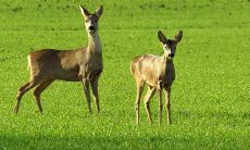 十二星座中哪些星座在求职过程中会有巨大的压力感?