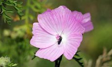 哪些星座需要在行动前保持冷静?