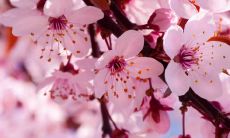 某些星座表面聪慧却常常做出蠢猪行径的现象探析