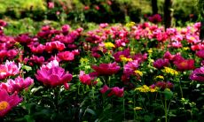 探究十二星座中哪些星座具备天生萌点、可爱又腼腆的个性特质