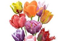 2022年哪些星座的感情运势最为兴旺,荣耀滔滔,桃花齐放?