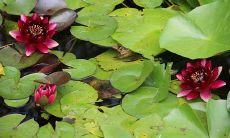 乐观星座:在任何艰难局面下都能保持乐观心态的秘密