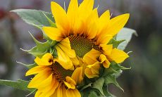 哪些星座最容易在职场中成为PUA的目标?探究十二星座中的潜在风险