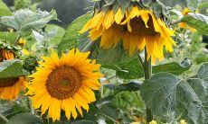 具有领导能力的星座,敢于迎接挑战,勇于创新,风雨无阻,不断发展壮大!