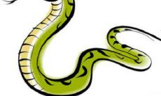 哪个属相的人最适合成为生肖蛇,为何蛇属相是最旺的生肖?