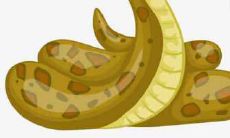 属蛇的人十二生肖1977年出生,2020年每月的运势及运程详解