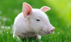 哪个月份出生的生肖猪最具优势?