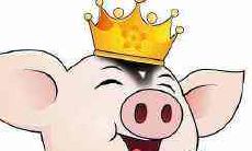 1995年生肖为猪的男性如何寻找最佳婚姻对象?探寻生肖属猪男与不同生肖女性的最佳配对选择