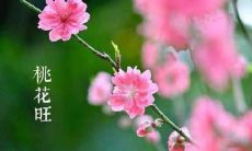 了解催旺桃花的风水物品,提升桃花运指南