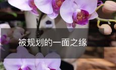 被规划的一面之缘:当命运的纽带与社会结构紧密相连,我们如何打破限制并超越自我?