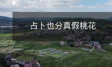 在寻求真实幸福之路上,占卜的“真假桃花”区分成为至关重要的指南