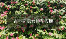 如何利用占卜来预测男女各自的桃花出现时间?