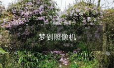 抓拍梦幻瞬间:我的梦里出现了一台照相机