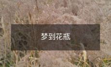 梦中的神秘花瓶:探索无限想象的可能性