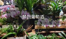 梦见了一场迷人的葡萄酒之旅:探索异国文化、品尝美酒风光无限!