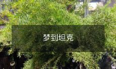 在梦中体验坦克开火和战斗的激烈情景:一位人类的让人难以置信的梦境体验!