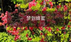 做梦想到蜜蜂收集花蜜制成香甜美味的蜂蜜,让人充满甜蜜幸福感的梦境