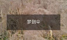 醒来后,我发现自己梦见了伞,它曲线优美、颜色绚丽、形态瑰丽,这是我始料不及的奇幻感受