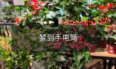 在梦中掌握手电筒:一个关于梦境与工具的奇妙故事