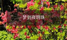在梦中感受夜明珠的神秘魅力