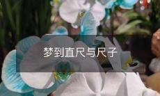 在梦中相遇:舞动的直尺与律动的尺子的美妙交织