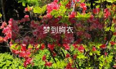 穿戴套路的启示:从梦到胸衣的探索中学习如何打扮自己