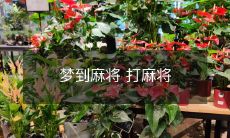 一夜之间 我梦游到中国境内 误入麻将社 独自与牌友分碟而坐 逐渐适应并逐胜逐渐沉醉于实战 打麻将直至天明